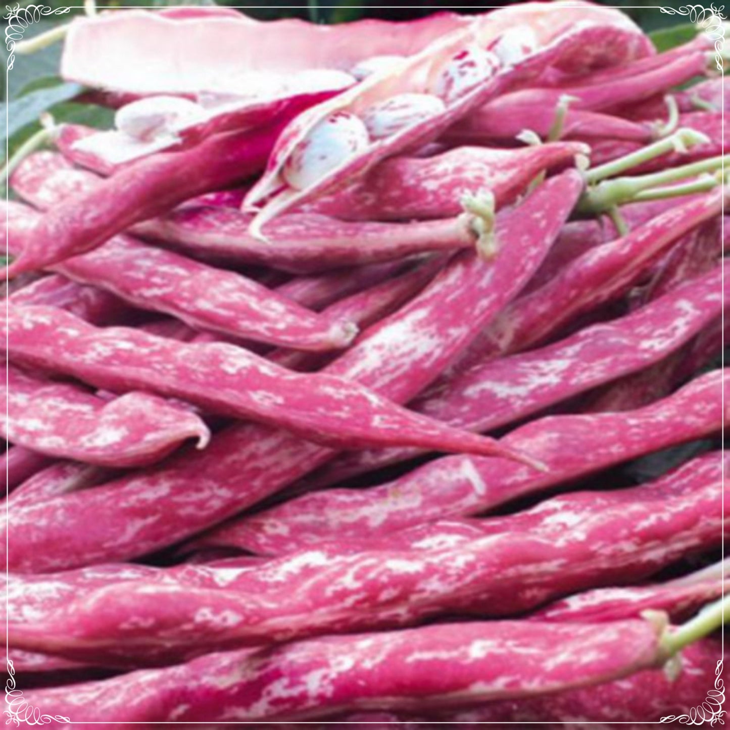 10 Seeds Pole Borlotti Beans, Fresh Kidney Bean Seed, Natural, Non GMO, Heirloom Cranberry