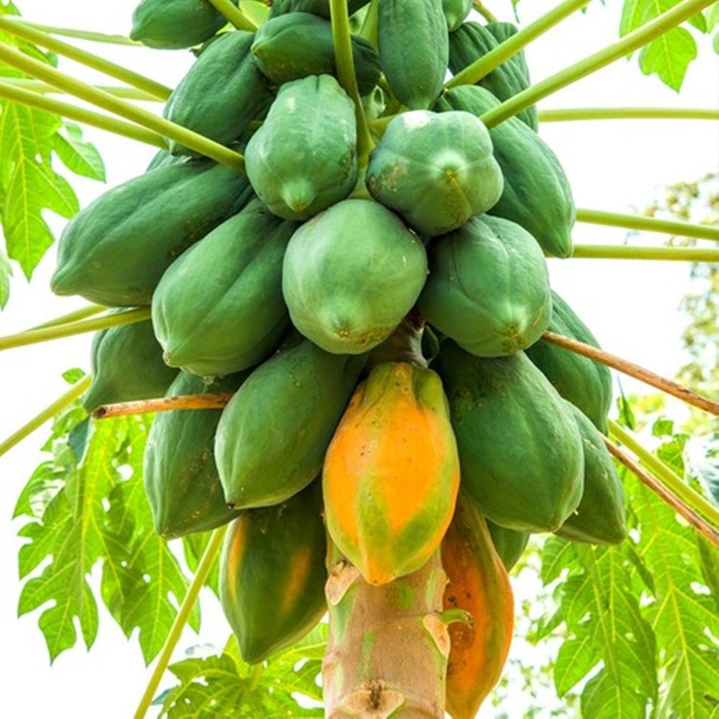 20 Seeds Papaya Fruit Tree Seeds, Papaya Melon Tree Natural, Non GMO, Heirloom