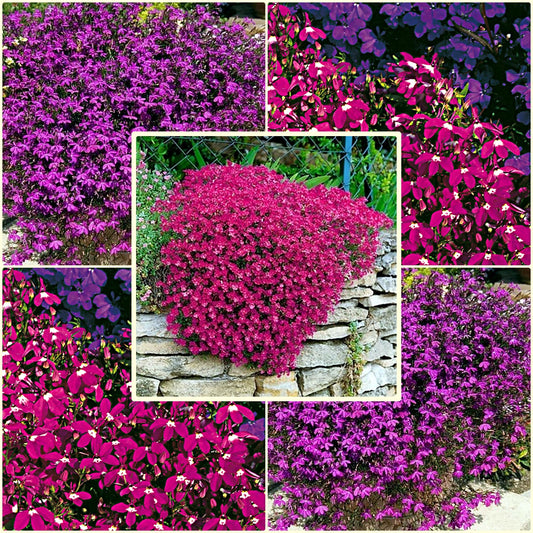 50 Seeds Hanging Claret Red Lobelia Pendula, Hang-downing Cascade Flower