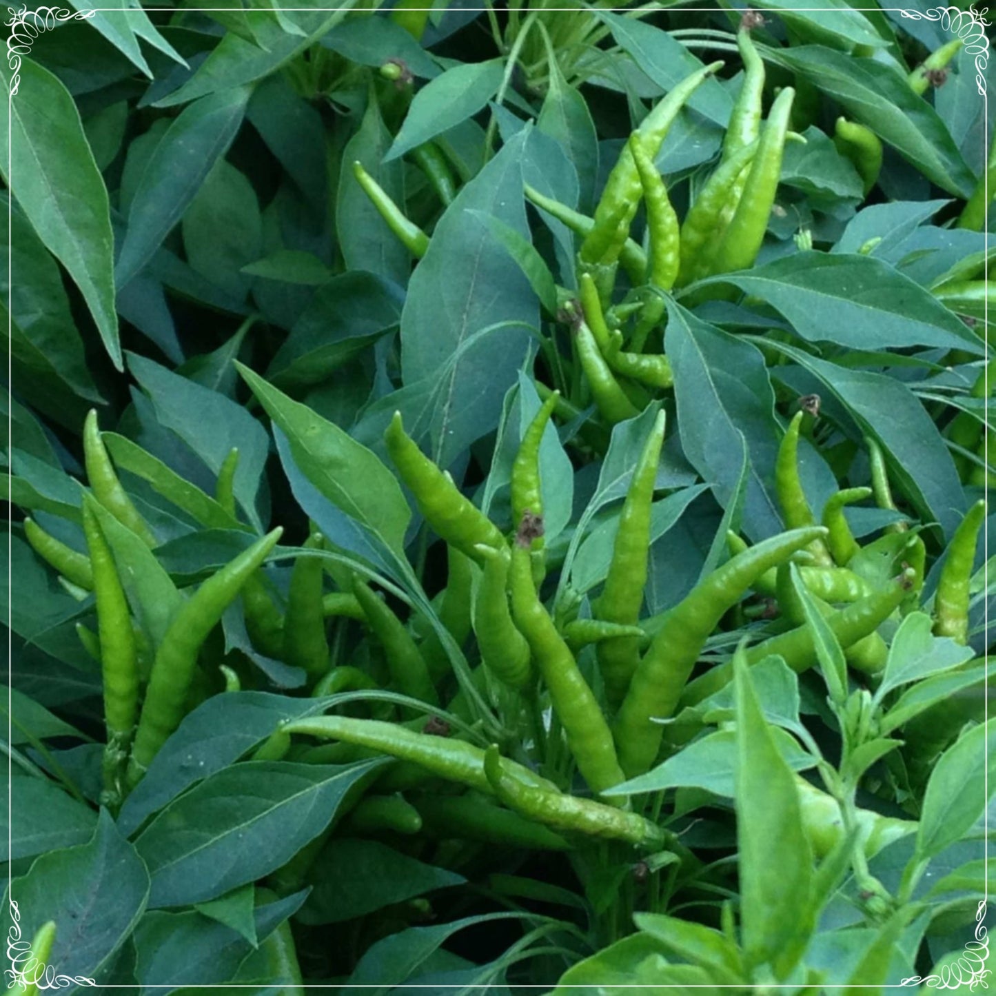 100 Seeds Toros Prolific Upright Hot Cinnamon Pepper Seed, Edible Ornamental Bitter Chili Pepper, Natural, Non GMO, Heirloom