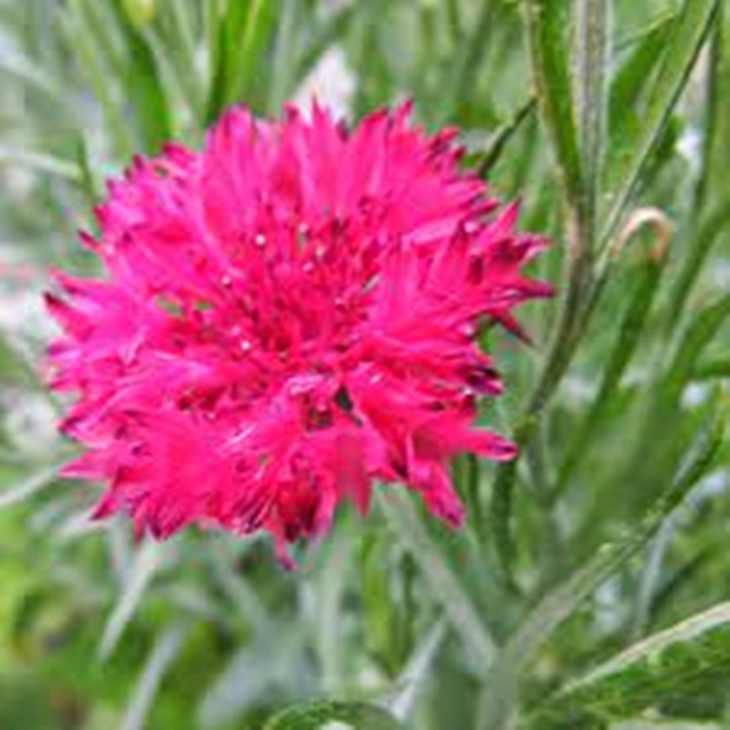 10 Seeds Red Bachelor's Button Flower Seed, Cornflower, Centaurea Cyanus, Heirloom