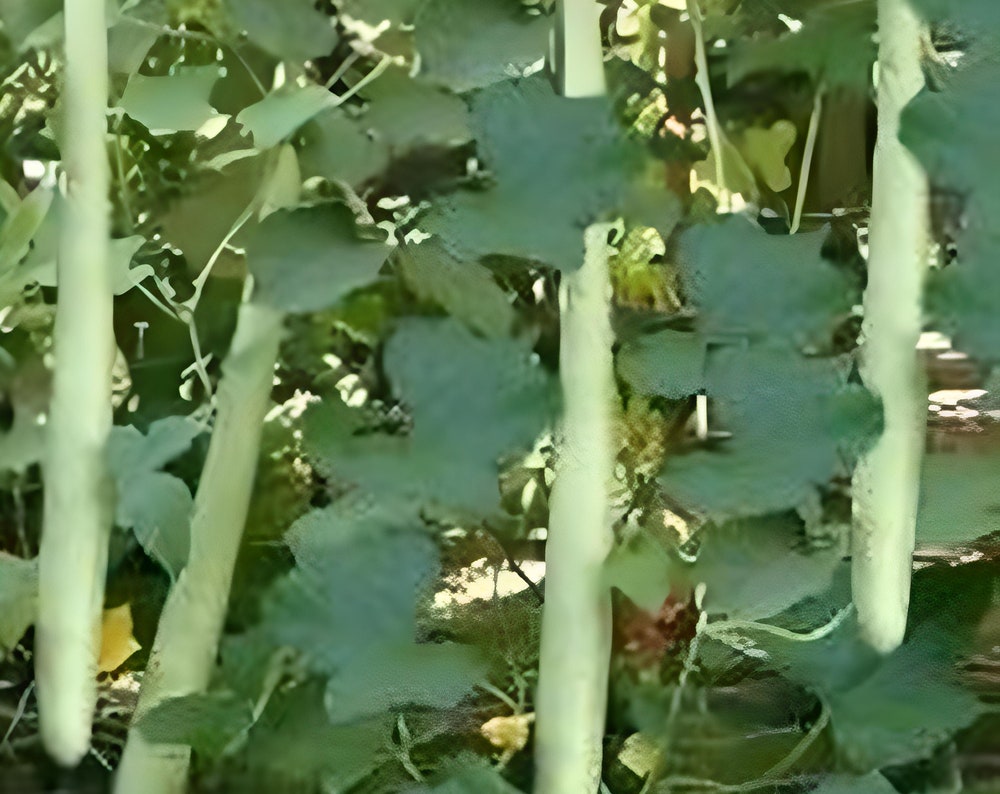 5 Seeds Thai Long Gourd Seeds