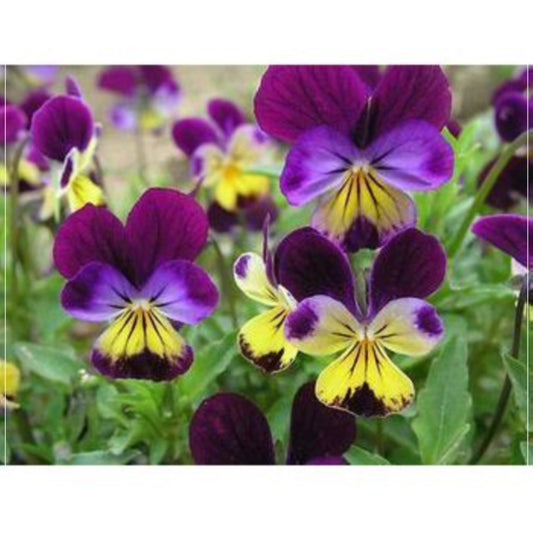 50 Seeds Dance of Colors Viola, Purple Pansy, Multicolor Violet Flower Seed Natural, Non GMO, Heirloom