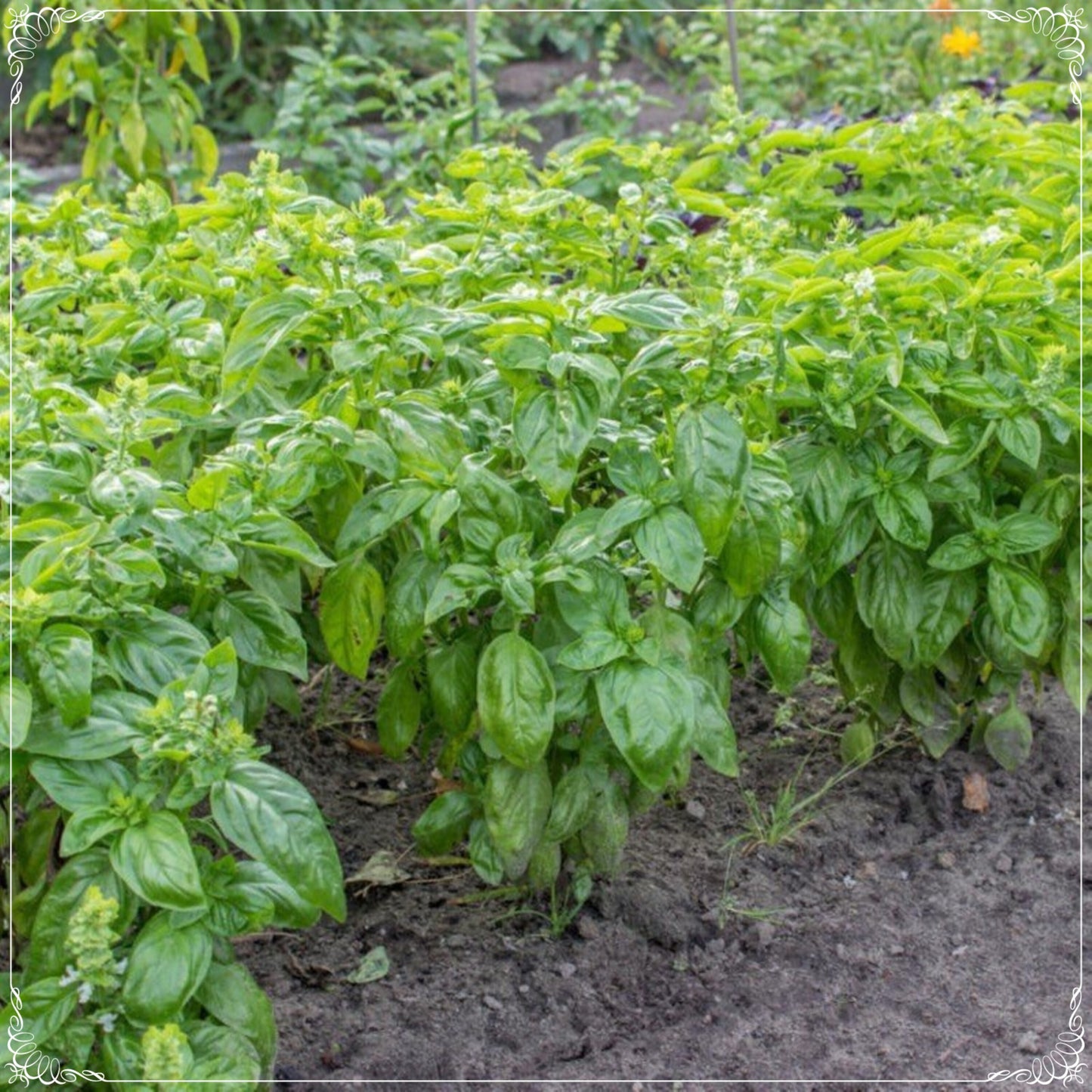 500 Seeds Natural Sweet Green Flesh Broad Leaf Genovese Basil Seed, Aromatic Herbs, Italian Traditional Basil