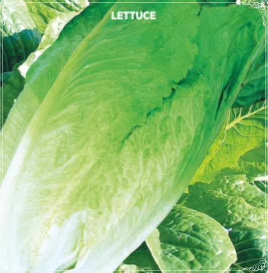 1000 Seeds Jericho Green Romaine Lettuce Seed, Lettuce, Green Salad , Natural, Non GMO, Heirloom