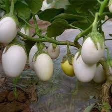 50 Seeds White Eggplant Seeds, Thai Round Eggplant Natural, Non GMO, Heirloom