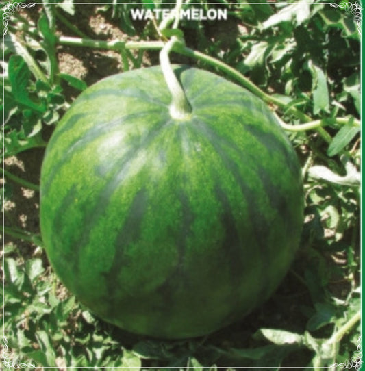 15 Seeds Black Anatolian Watermelon Seed, Natural, Non GMO, Heirloom