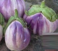 20 Seeds Brittle Purple Dish Eggplant, Thai Vegetable, Natural, Non GMO
