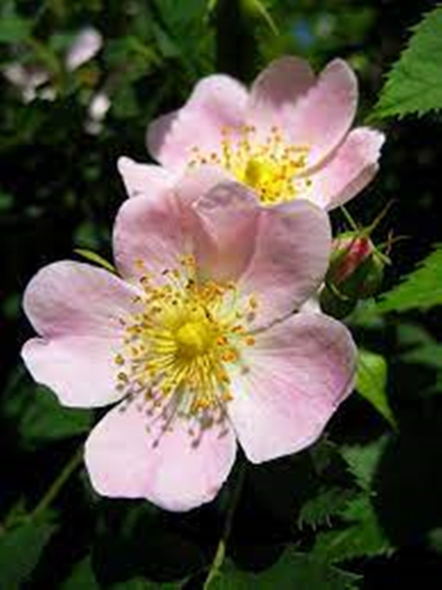 10 Seeds Rosa Canina Rosehip Seeds Natural, Non GMO, Heirloom