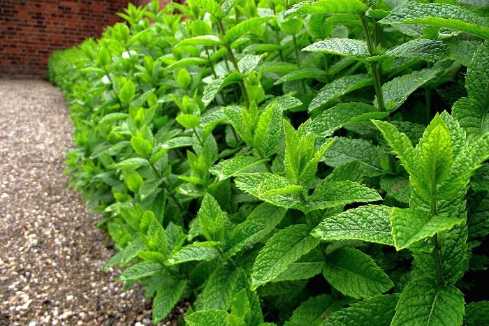 100 Seeds Natural Mint, Mediterranean Peppermint Seed, Aromatic, Natural, Non GMO, Heirloom