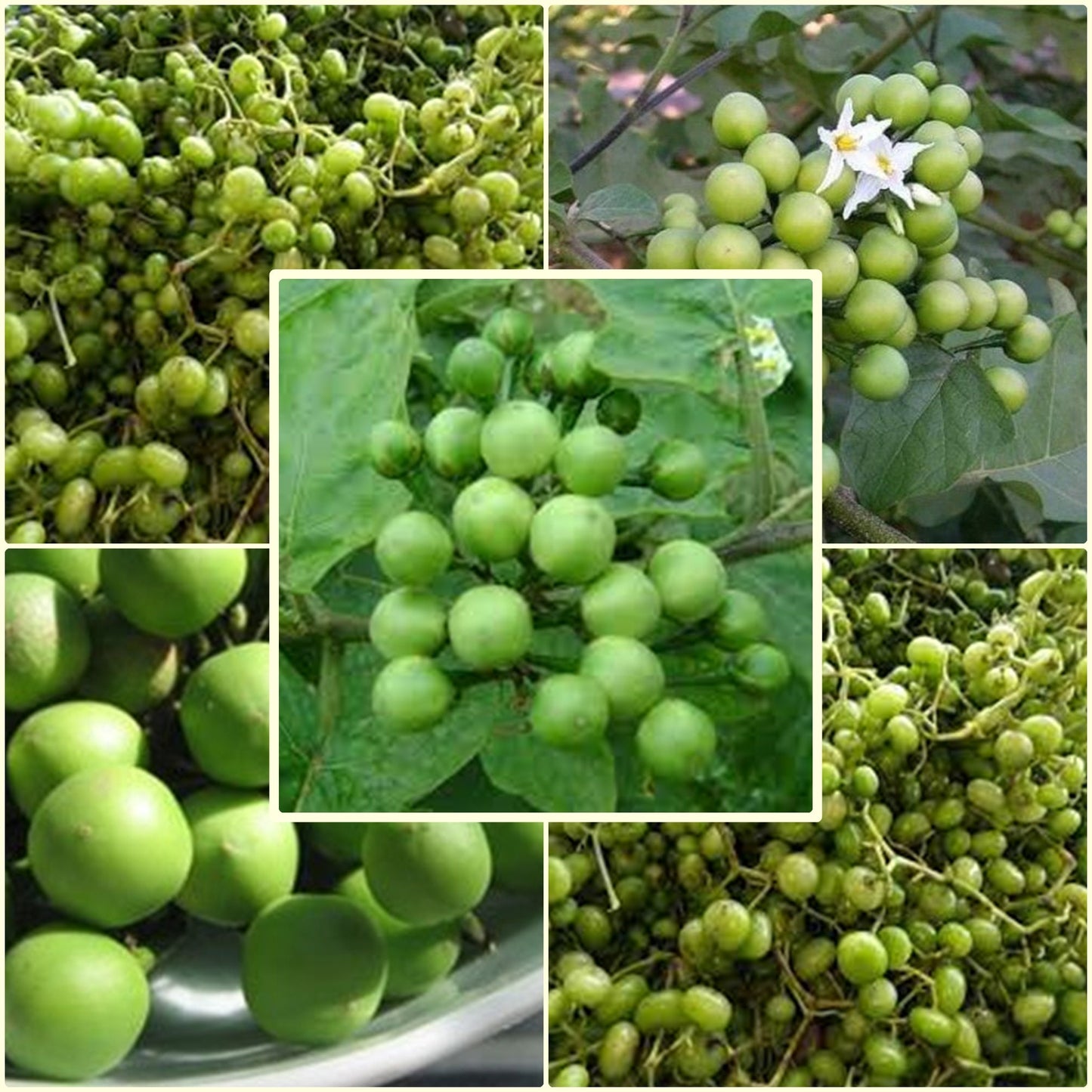 25 Seeds Thornless Pea Eggplant, Green Jade Bunch Eggplant, Pheuang Phueang Manee, Thai Vegetable