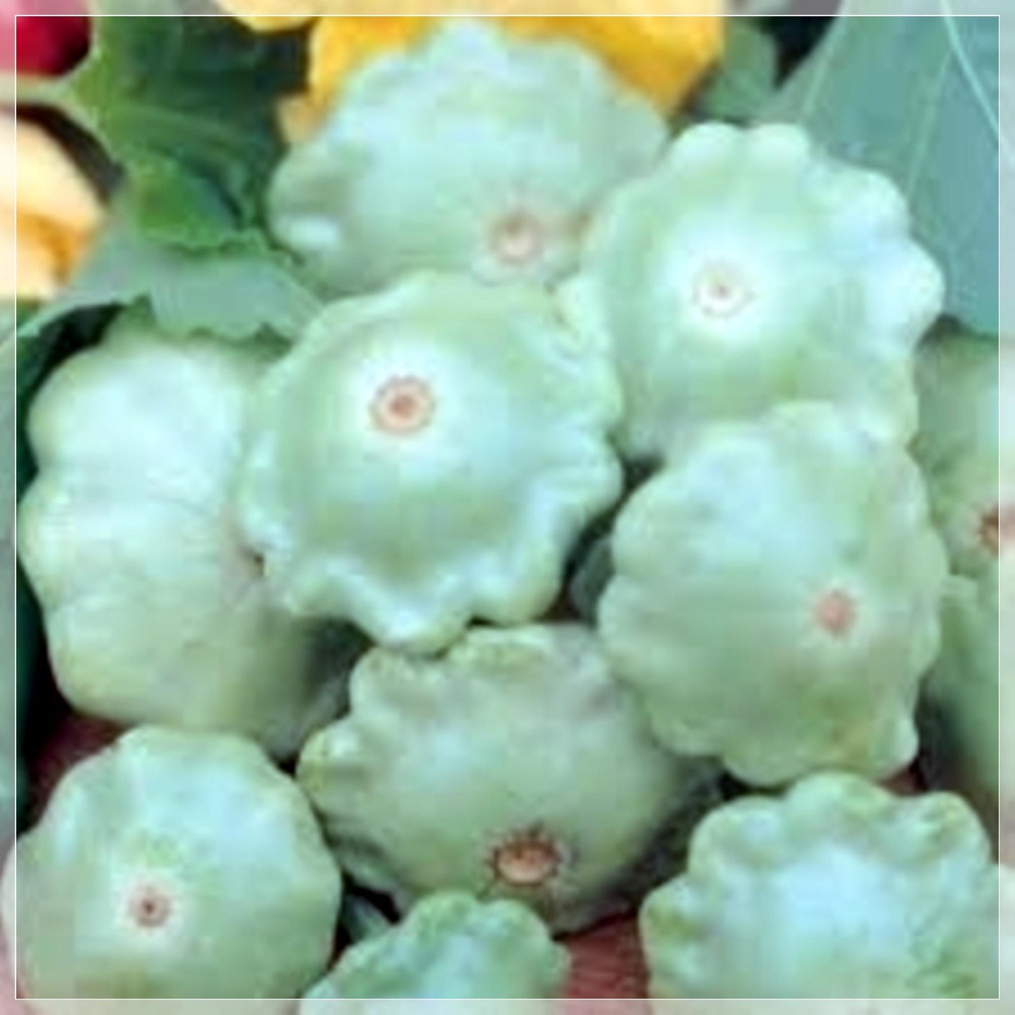 5 Seeds Bennings Green Tint Summer Squash Seeds, Pattypan, Vegetable, Natural, Non GMO, Heirloom