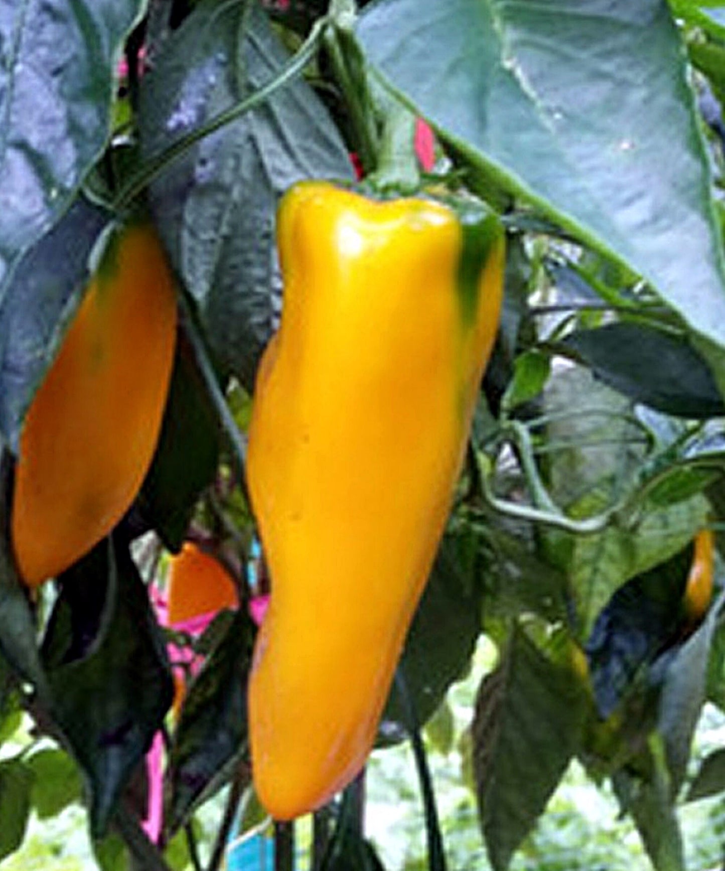 50 Seeds Golden Yellow Marconi Pepper Seed, Italian Grilling Yellow Pepper For Sauce