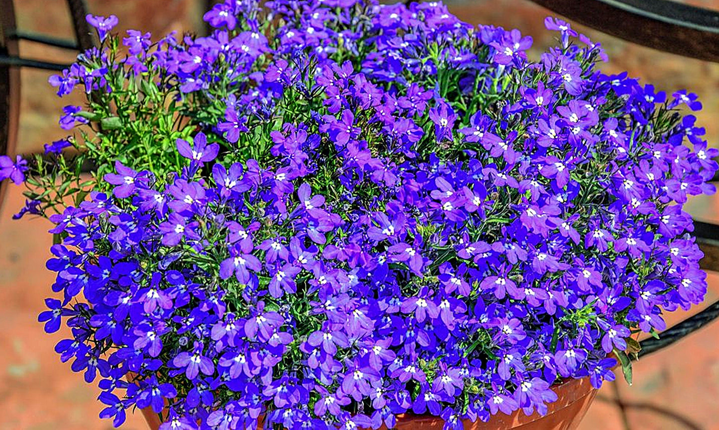 100 Seeds Hanging Purple Lobelia Pendula, Hang-downing Cascade Flower