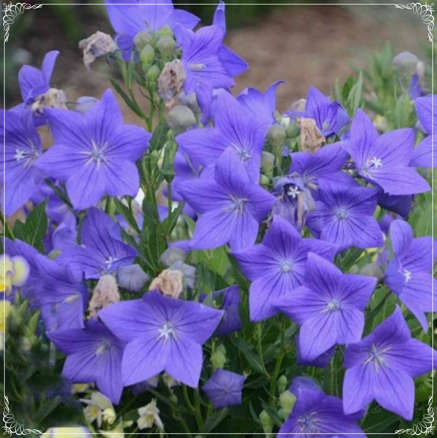 50 Seeds Platycodon Large Blue Flowering Balloon Flower Seeds, Frost Resistant, Natural, Non GMO, Heirloom