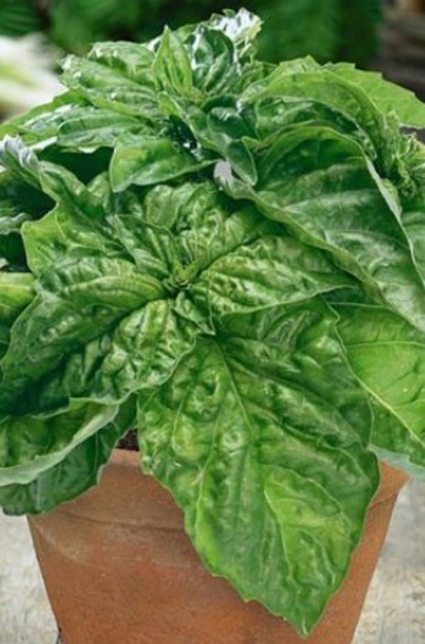 50 Seeds Lettuce Leaf Basil Seed, Aromatic Herbs, Natural, Non GMO, Heirloom