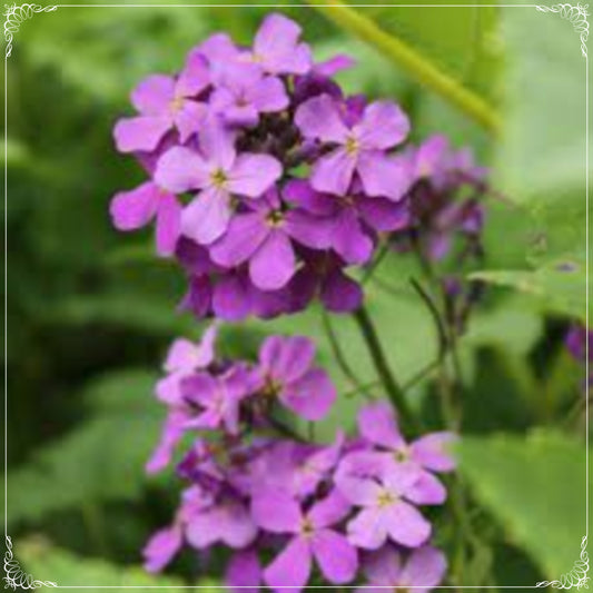 30 Seeds Sweet Dame's Rocket Seed, Night Scented Gilliflower, Lilac Viola Natural, Non GMO, Heirloom