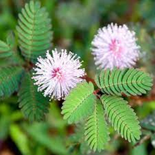 50 Seeds Mimosa Pudica Flower Seeds, Moving Sensitive Plant, Touch-me-not, Heirloom