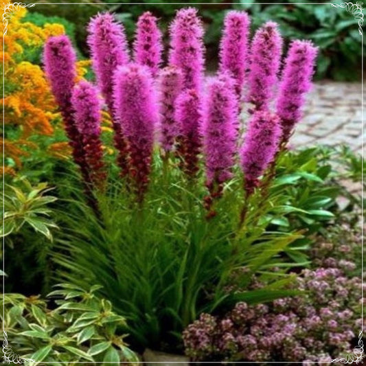 20 Seeds Purple Rose Liatris, Blazing Star, Gayfeather Flower Seed, Natural, Non GMO, Heirloom