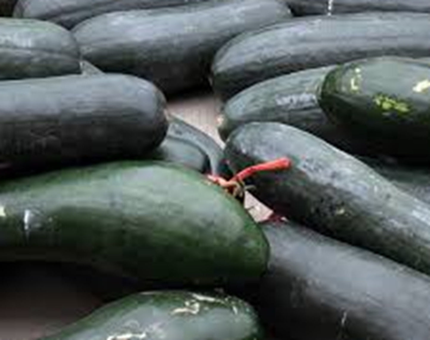 10 Seeds Jumbo Wax Gourd, Thai Squash, Natural, Non GMO