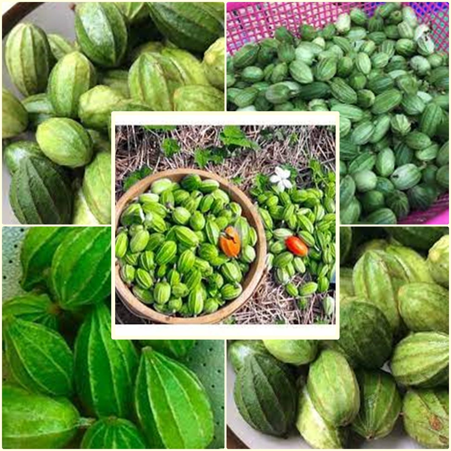 5 Seeds Mini Ridge Gourd, Luffa, Manoi Om Am, Thai Sponge Angled Loofah, Square Zucchini, Prolific