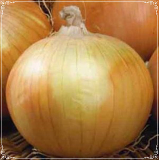 100 Seeds Natural Early Texas Grano Onion Seeds, Natural, Non GMO, Heirloom, Easy To Grow