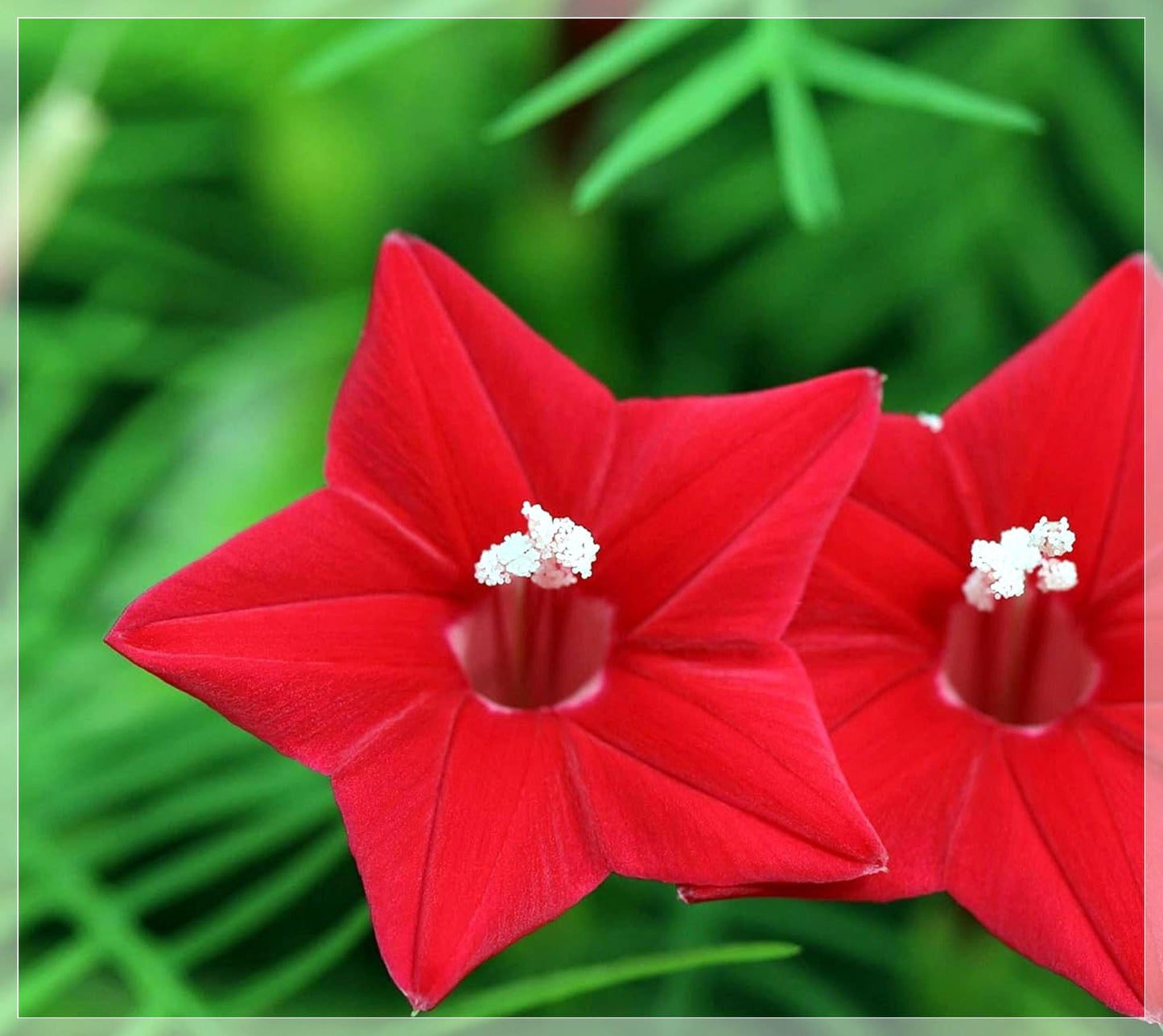 10 Seeds Red Cypress Vine, Ipomoea Quamoclit, Cardinal Climber
