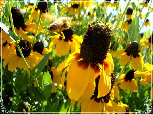 50 Seeds Golden Rudbeckia Sun Cap Flower Seed, Yellow Ox Eye, Natural, Non GMO, Heirloom