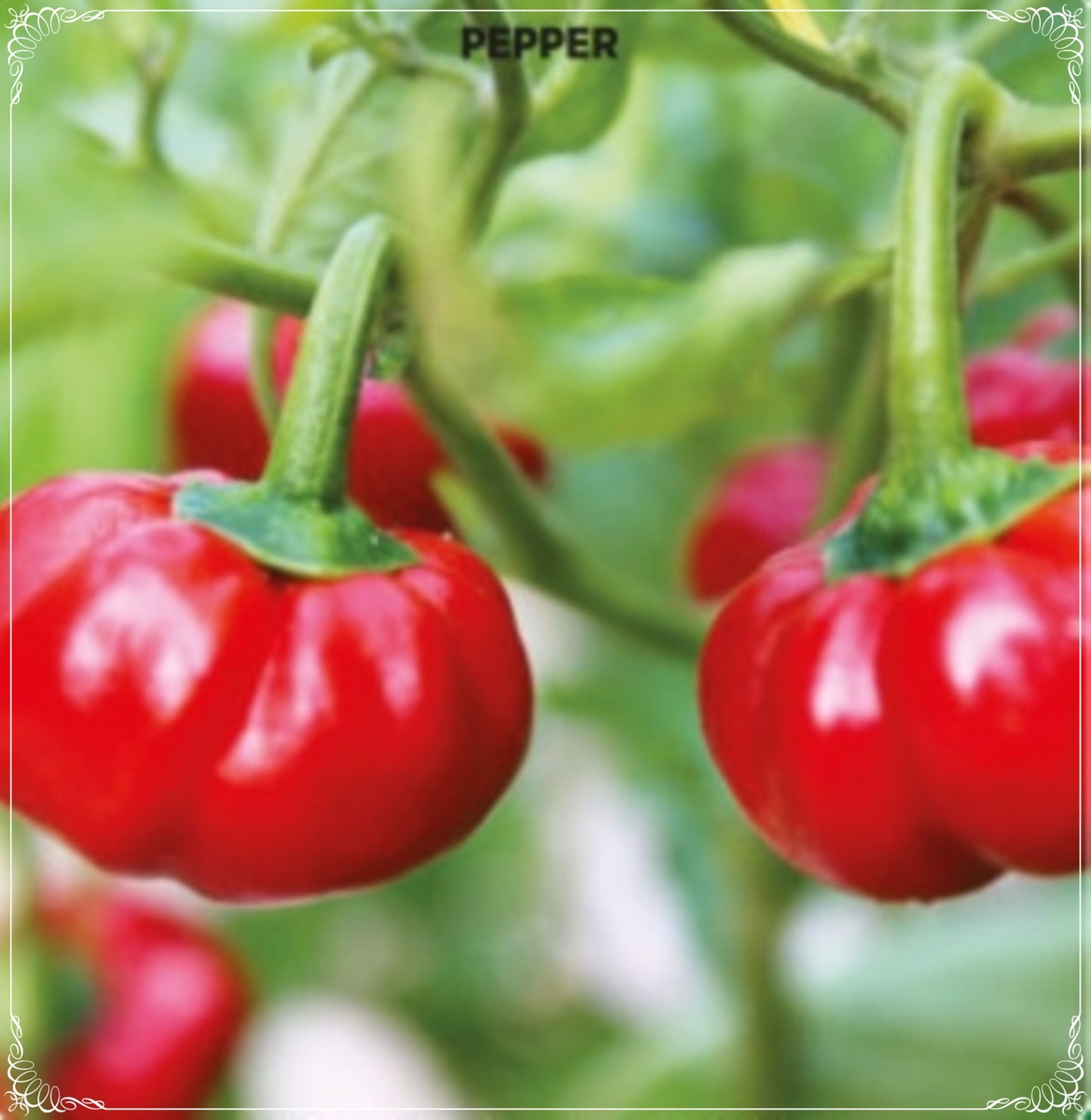 100 Seeds Sheepnose Pimento Pepper, Tomato Type Pepper Seed, Capsicum Annuum, Natural, Non GMO, Heirloom