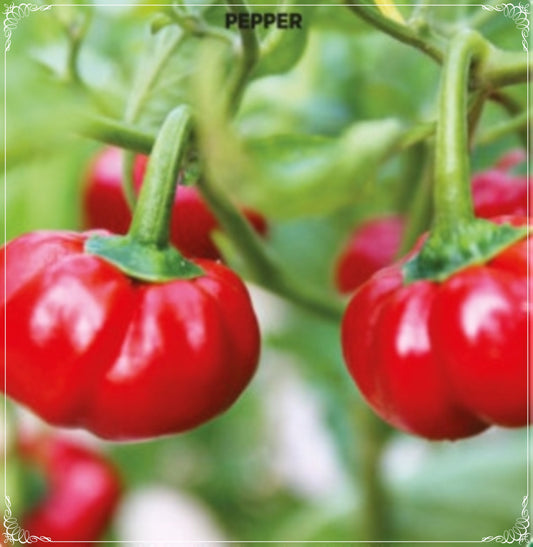 100 Seeds Sheepnose Pimento Pepper, Tomato Type Pepper Seed, Capsicum Annuum, Natural, Non GMO, Heirloom