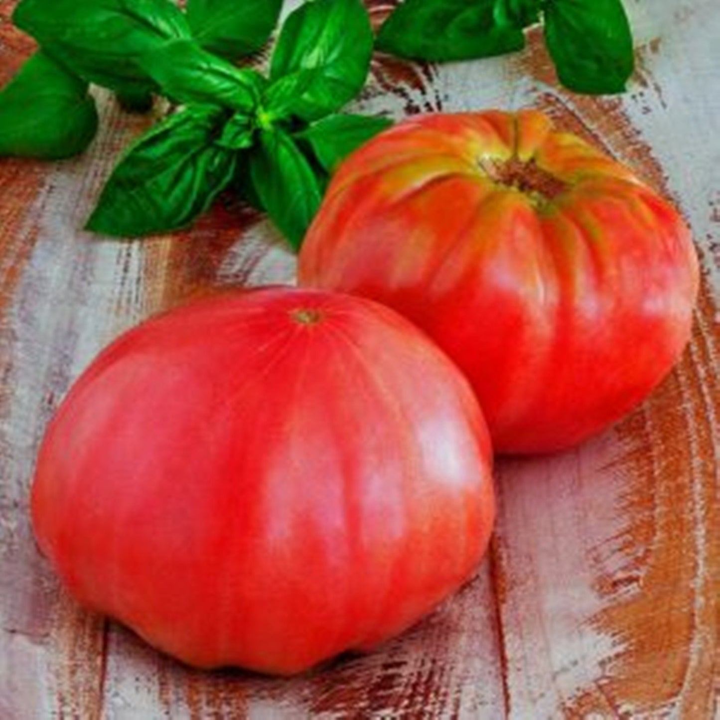 50 Seeds Brandywine Pink Tomato Seeds Very Delicious Natural, Non GMO, Heirloom