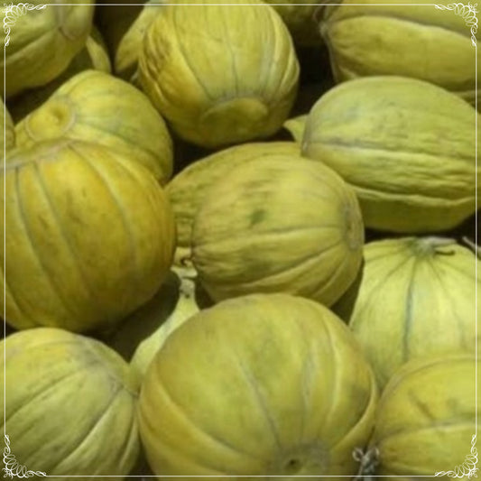 50 Seeds Fragrant Ten Slices Melon Seed, Charentais Melon, Netted, Natural, Non GMO, Heirloom
