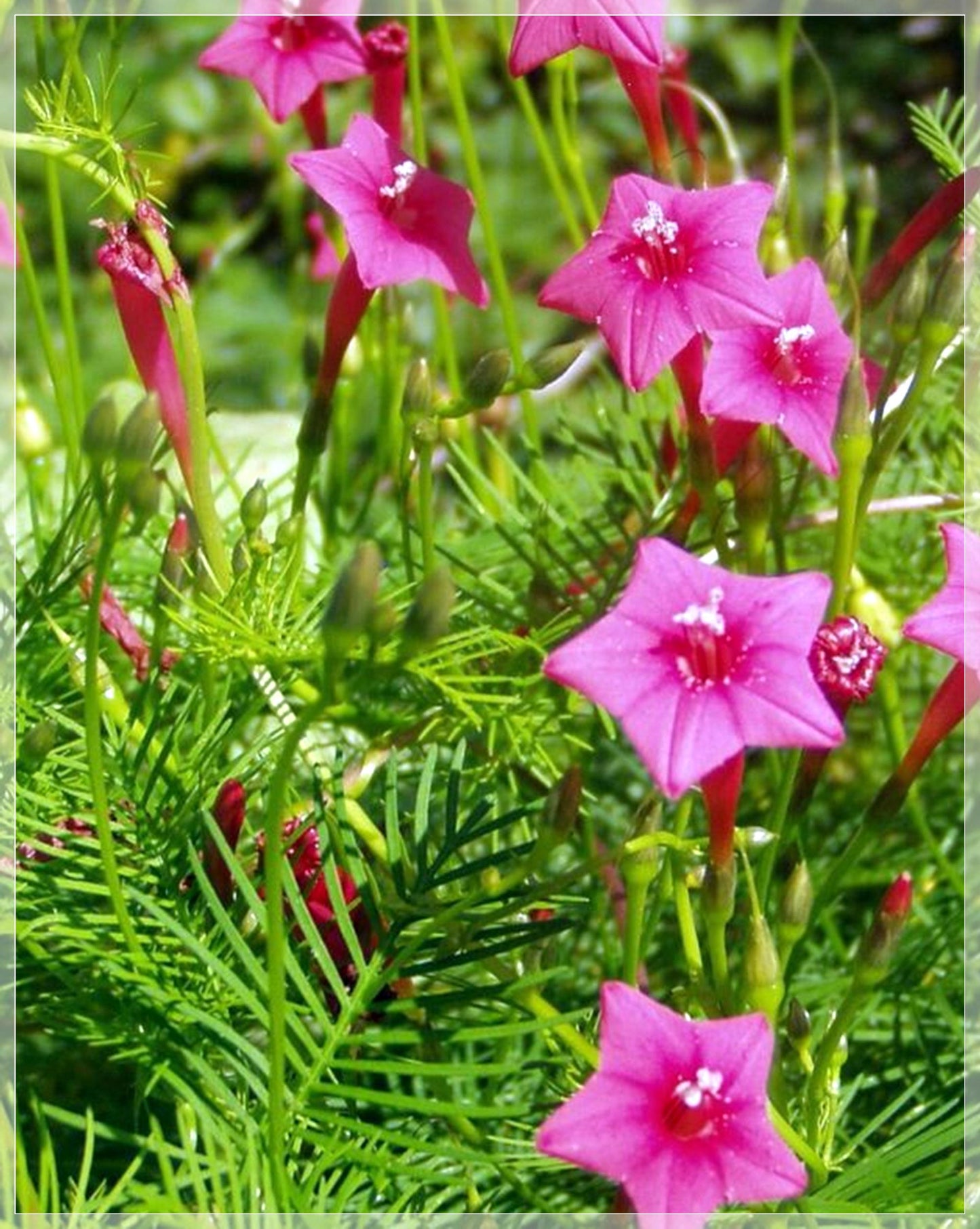 10 Seeds Pink Cypress Vine, Ipomoea Quamoclit, Cardinal Climber