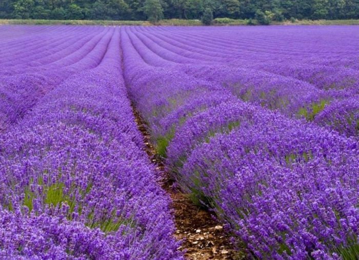 50 Seeds Fragrant French Provence Lavender Seed, Aromatic, Natural, Non GMO, Heirloom