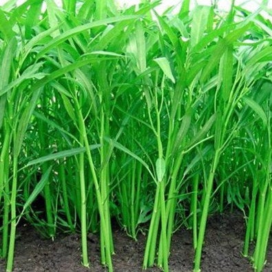 50 Seeds Chinese Convolvulus, Slender Bamboo, Thai Vegetables, Morning Glory, Non GMO