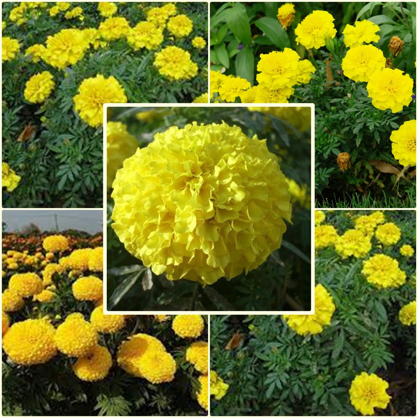 50 Seeds Thai Yellow Marigold Flower Seeds, Yellow Marigold Tagetes Patula Nana