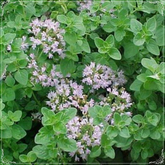 1000 Seeds Mountain Thyme Seed, Greek Thyme, Oregano, Aromatic Herbs, Natural, Non GMO, Heirloom