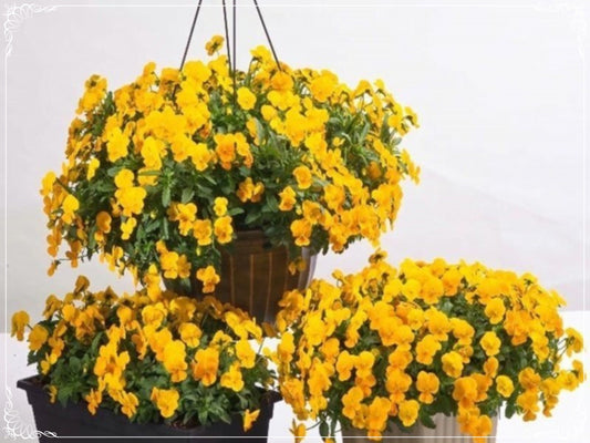 50 Seeds Giant Flowering Golden Gate Violet Seed, Yellow Pansy Flower , Natural, Non GMO, Heirloom