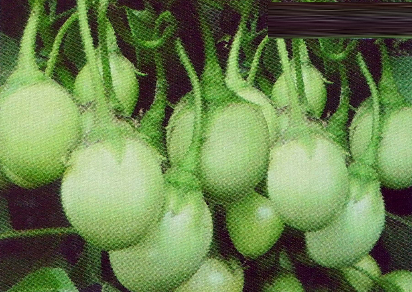 30 Seeds Super Friable Eggplant, Clear Green Thai Eggplant Super To Lae, Natural, Non GMO