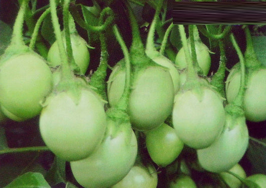 30 Seeds Super Friable Eggplant, Clear Green Thai Eggplant Super To Lae, Natural, Non GMO