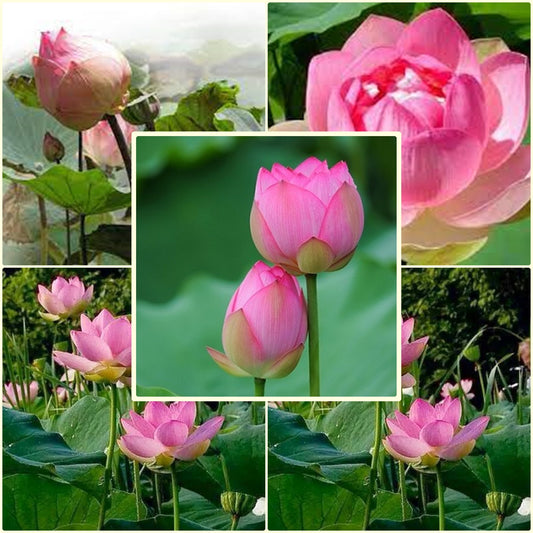 5 Seeds Large Royal Lotus, Thai Water Lily, Pink Nelumbo Lotus, Natural, Non GMO