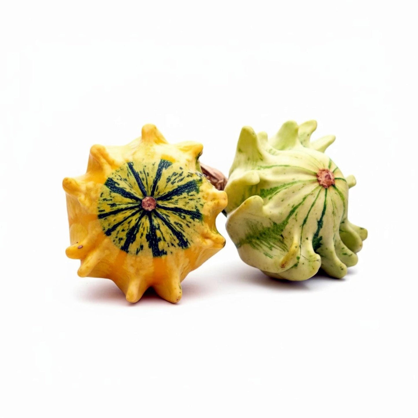 5 Seeds Crown of Thorns Shenot Gourd Seeds, Heirloom Non‑GMO Ornamental Gourds for Decorative Fall Displays and Crafting