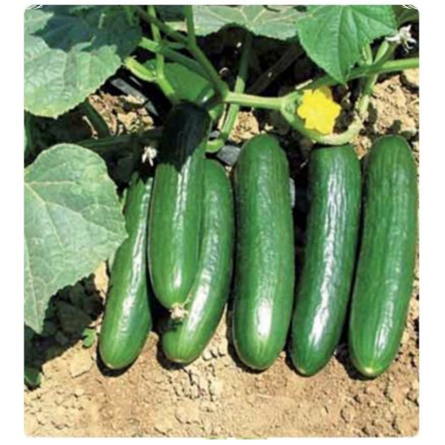 50 Seeds Fragrant Beith Alpha Cucumber Seed, Delicious, Persian, Lebanese, Manny Cucumber, Natural, Non GMO, Heirloom