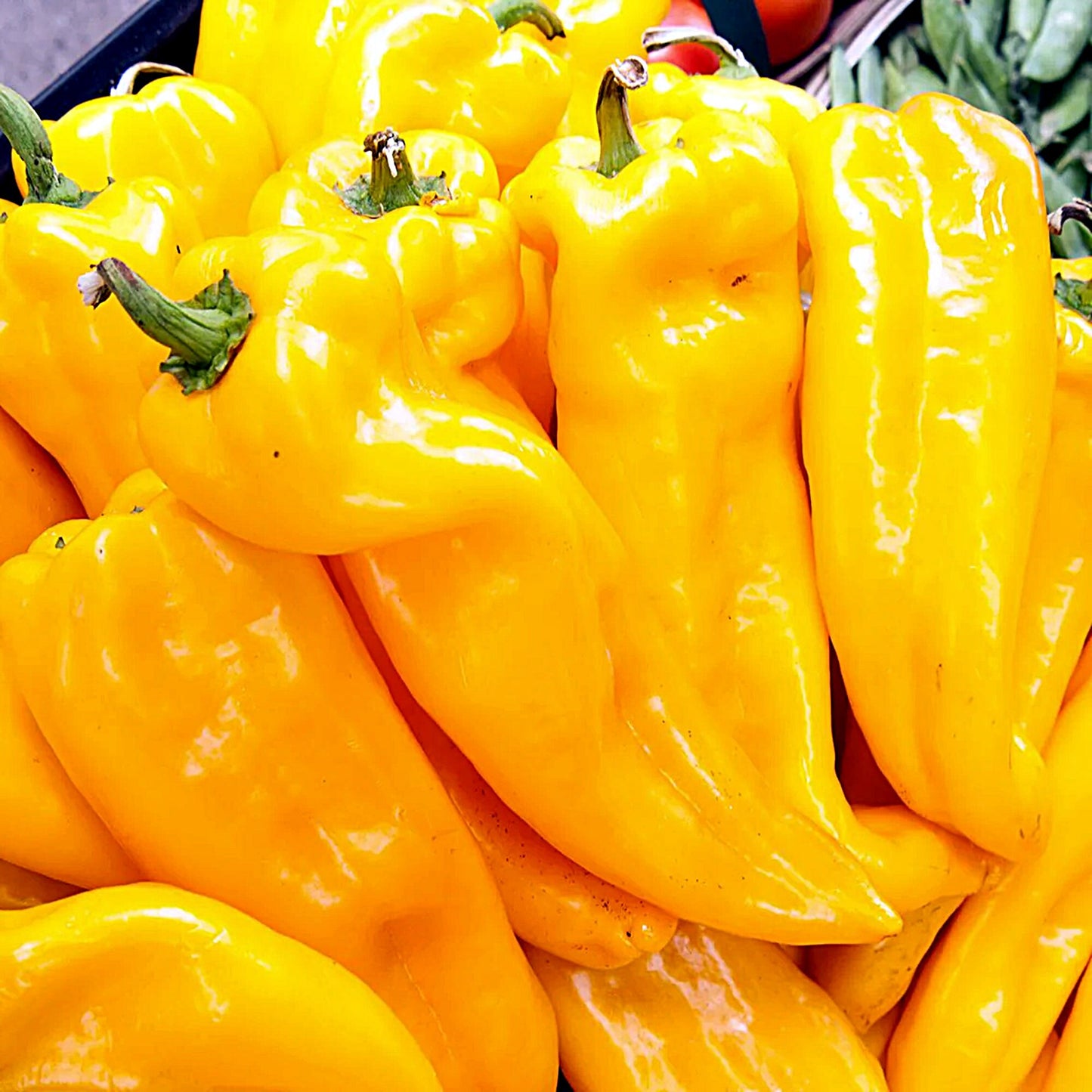 50 Seeds Golden Yellow Marconi Pepper Seed, Italian Grilling Yellow Pepper For Sauce