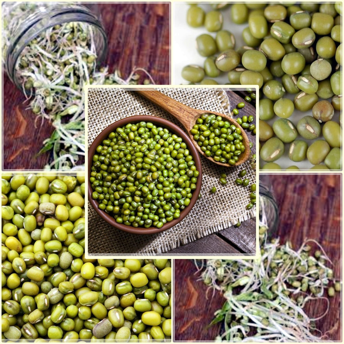 50 Seeds Mung Beans, Moong Dal, Green Gram, Balatong, Natural, Non GMO