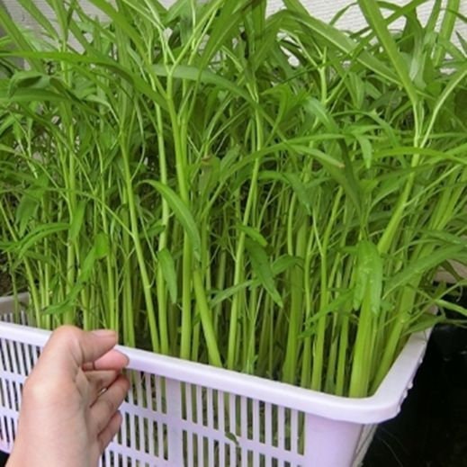 50 Seeds Chinese Convolvulus, Slender Bamboo, Thai Vegetables, Morning Glory, Non GMO