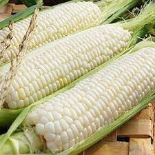 10 Seeds Big White Corn, Thai Waxy Corn, F1, White, Sweet, Large, Disease Resistant, Non GMO