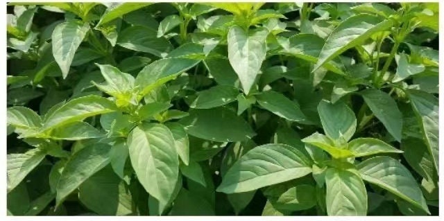 100 Seeds Soft Fragrant Basil, Mildly Fragrant Hairy Basil, Thai Plant, Natural, Non GMO