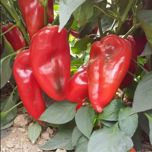 100 Seeds Elephant's Ear Marconi Pepper Seed, Italian Grilling Red Pepper For Sauce, Natural, Non GMO, Heirloom