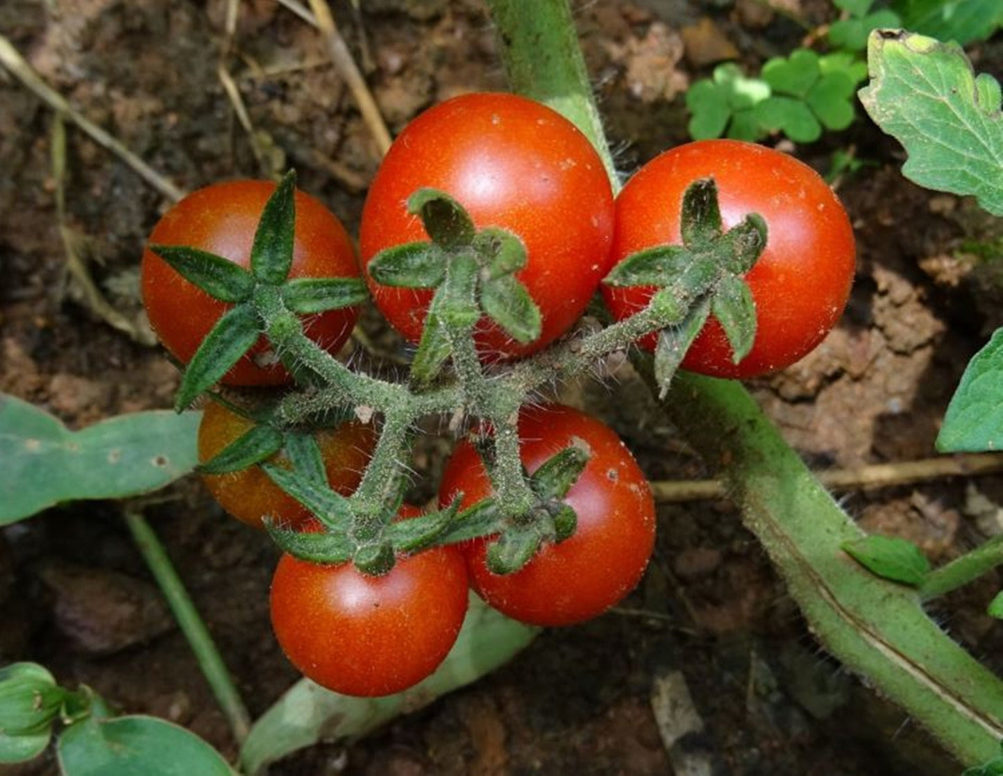 50 Seeds Red Cherry Tomato Seeds, Money Maker Cherry Tomatoes Natural, Non GMO, Heirloom